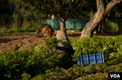 Farooq Ahmad Gannie is one of the first people to convert an apple orchid into an exotic farm at Tahab area of Pulwama district on the Indian side of Kashmir. (Wasim Nabi/VOA)