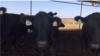 Ranchers Wildlife Tension Thumbnail