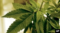 FILE - Marijuana plants grow at LifeLine Labs in Minnesota, June 17, 2015. At least two tribal nations are expected to open Minnesota’s first recreational marijuana dispensaries in August 2023, the same month recreational marijuana becomes legal to possess and grow in the state.