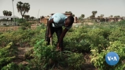 Climate-Caused Conflicts Flare Among Chad's Fulani People