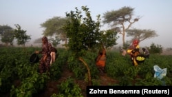 (FILE) Women harvest eggplants on a farm in Senegal.