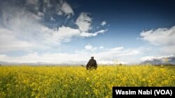 FILE- – A mustard field, Wani extracts oil from the mustard seeds in the town of Pampore, district Pulwama of Jammu and Kashmir, June 2023.