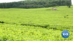 Kenya's Dark Colonial Past Confronts Britain's King Charles III