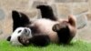FILE - Panda raksasa Xiao Qi Ji bermain di kandangnya di Kebun Binatang Nasional Smithsonian, Washington, 28 September 2023. (AP/Jose Luis Magana)