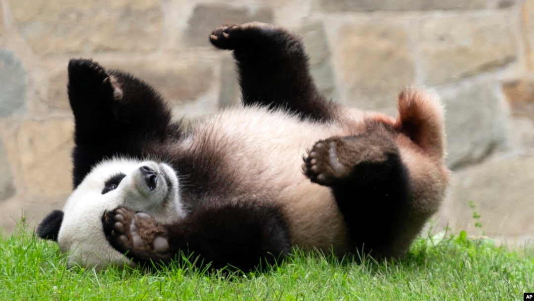 FILE - Panda raksasa Xiao Qi Ji bermain di kandangnya di Kebun Binatang Nasional Smithsonian, Washington, 28 September 2023. (AP/Jose Luis Magana)