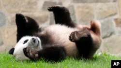 FILE - Panda raksasa Xiao Qi Ji bermain di kandangnya di Kebun Binatang Nasional Smithsonian, Washington, 28 September 2023. (AP/Jose Luis Magana)