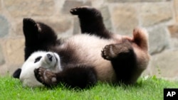 FILE - Giant panda Xiao Qi Ji plays at his enclosure at the Smithsonian National Zoo in Washington, Sept. 28, 2023.