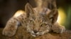 Conservation efforts bring Iberian lynx back from brink of extinction 