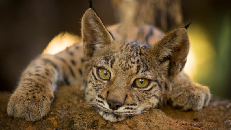Conservation efforts bring Iberian lynx back from brink of extinction 