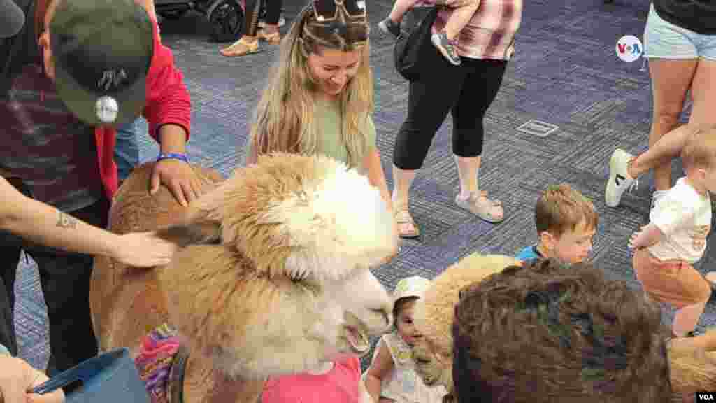 Las alpacas se caracterizan por tener mucha lana suave con la cual se preparan hermosas y reconocidas prendas de vestir.&nbsp;