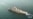 Iran's naval destroyer has sunk, state media says 
