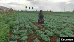 Ms Rumbidzai Matonga, a young entrepreneurer plying her agriculture trade at Shepton Estates in Chegutu.