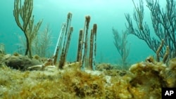 This July 26, 2023 image provided by phade® by WinCup, Inc., shows a 'Coral Fort,' made of biodegradable drinking straws off the coast of Fort Lauderdale, Fla.