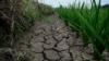 中国河南省信阳地区的水稻田因干旱而龟裂。（2024年6月18日）