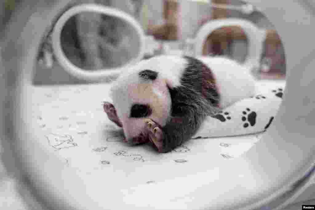 A one-month-old female giant panda cub lies in an incubator at the Moscow Zoo in the capital Moscow, Russia, in this Moscow Zoo picture released Sept. 25, 2023.