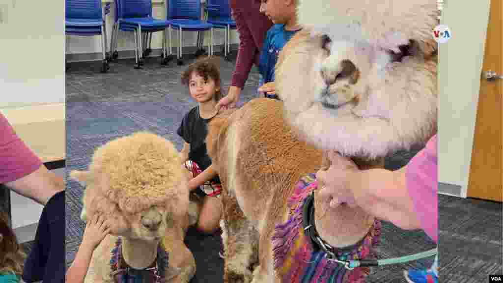 Tanto Teddy como Truffle estarán visitando las diferentes bibliotecas del condado de Prince William como parte de un programa para promover la lectura y el interés de los niños en visitar estos espacios públicos y educativos.