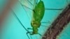 First Smoke, Now Clouds of Bugs Invade New York City 