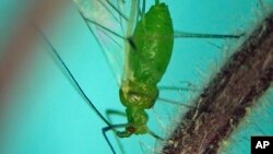 FILE- Photo by Andrew Jensen of an aphid feeding on a native flowering plant called "prairie smoke" in Idaho near Slate Creek in the Nez-Perce National Forest on May 25, 2013.