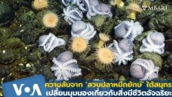 ‘สวนปลาหมึกยักษ์’ เปลี่ยนมุมมองเกี่ยวกับสิ่งมีชีวิตอัจฉริยะใต้สมุทร