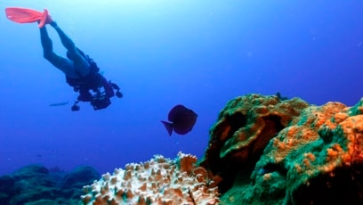 Scientists: Coral Bleaching Happens Around the World