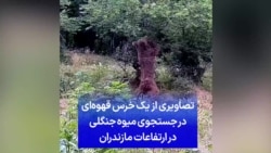 تصاویری از یک خرس قهوه‌ای در جستجوی میوه جنگلی در ارتفاعات مازندران