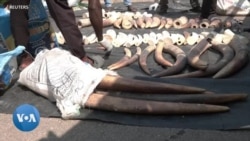 2,5 tonnes de défenses d'éléphants saisies et détruites au Nigeria