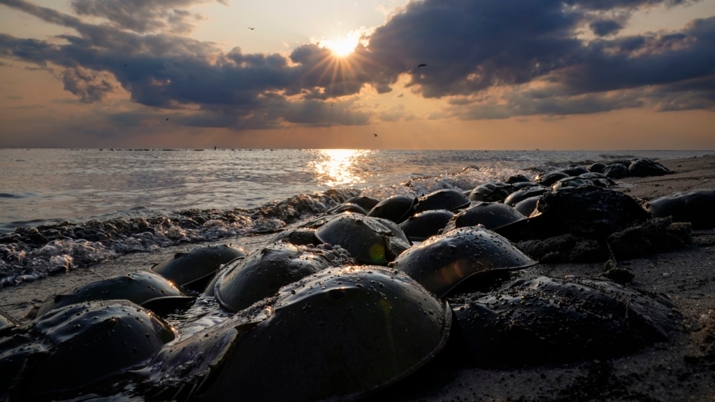 New Rules Aim to Protect Valuable Horseshoe Crabs