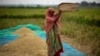 Seorang petani mengolah padi hasil panen saat bekerja di sawah di pinggiran Guwahati, India, 6 Juni 2023 (foto: dok). 