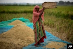 FILE - A farmer drops rice crop while working in a paddy field on the outskirts of Guwahati, India, June 6, 2023.