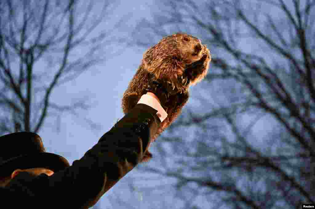 AJ Dereume holds up groundhog Punxsutawney Phil, as he makes his prediction on how long winter will last during the Groundhog Day Festivities, at Gobbler&#39;s Knob in Punxsutawney, Pennsylvania. REUTERS/Alan Freed