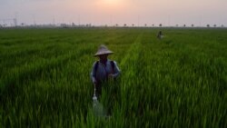 မြန်မာနိုင်ငံ အသေးစားချေးငွေလုပ်ငန်းတွေရဲ့ အခက်အခဲ ကမ္ဘာ့ဘဏ်ထုတ်ပြန်
