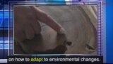 News Words: Adapt