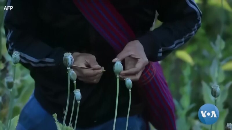 Produksi opium meningkat setelah kudeta “Adegan media Dunia, Myanmar”