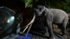 Neglected Elephant Touches Down in Thai Homeland After Flight