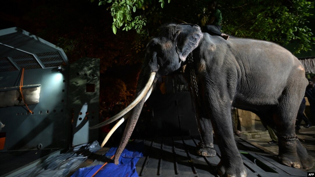 A Sri Lankan keeper leads elephant Muthu Raja inside a cage before departure from the Dehiwala Zoo in Colombo, July 1, 2023. 