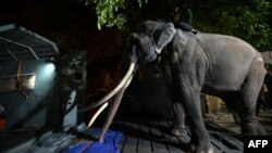 A Sri Lankan keeper leads elephant Muthu Raja inside a cage before departure from the Dehiwala Zoo in Colombo, July 1, 2023. 