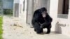 Vanilla, simpanse yang hidup terkungkung dalam kandang seumur hidupnya, bereaksi saat dilepas untuk pertama kalinya di suaka Save the Chimps di Fort Pierce, Florida, pada Juni 2023. (Foto: Save the Chimps/via Reuters)