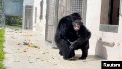 Vanilla, simpanse yang hidup terkungkung dalam kandang seumur hidupnya, bereaksi saat dilepas untuk pertama kalinya di suaka Save the Chimps di Fort Pierce, Florida, pada Juni 2023. (Foto: Save the Chimps/via Reuters)