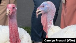 Turkeys "Liberty" and "Bell" will live on at the University of Minnesota, rather than becoming the centerpiece of a traditional American Thanksgiving feast.