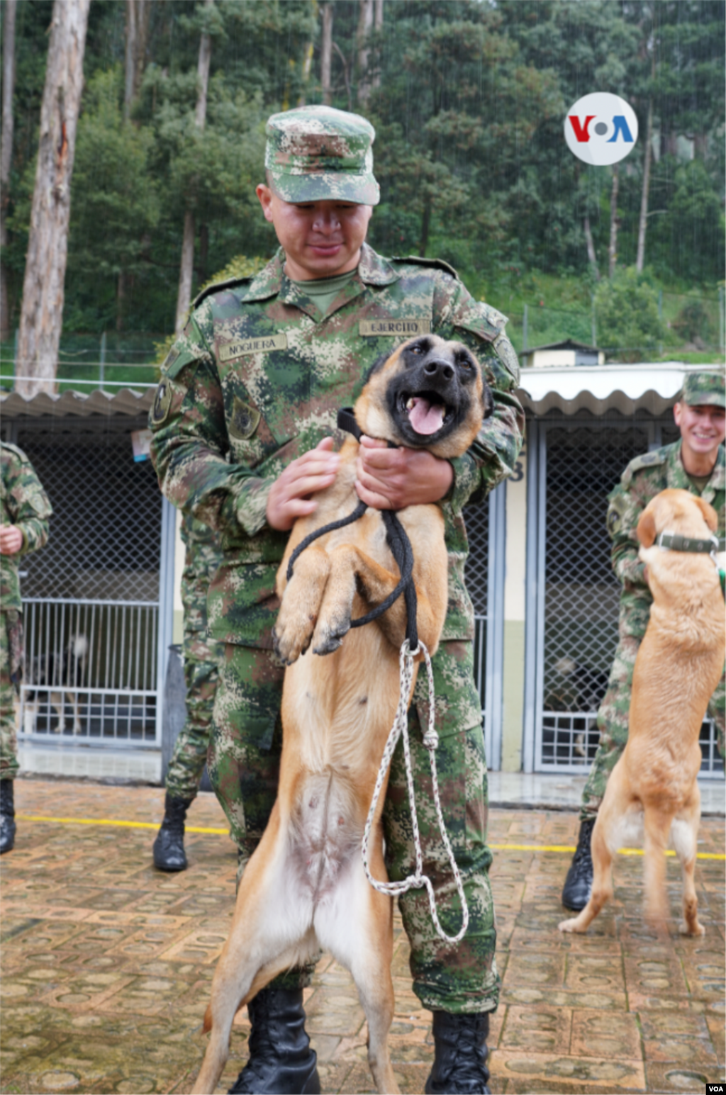 Después de que un perro militar finaliza su carrera, el guía canino que lo acompañó durante los operativos es quien tiene la primera opción de tomarlo en adopción. &nbsp;[Foto: Johan Reyes, VOA]. &nbsp;