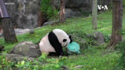 Пандата Меи Шјијанг наполни 25 години во зоолошката градина во Вашингтон