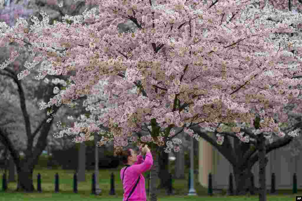 Kristin Starr takes a photo of the cherry blossoms on Capitol Hill in Washington.