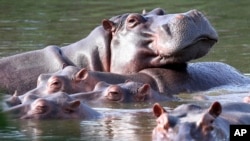 FILE - Hippos float in the lagoon at Hacienda Napoles Park in Puerto Triunfo, Colombia, Feb. 4, 2021.