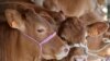 Pengadilan Eropa Kuatkan Putusan tentang Penyembelihan Hewan di Belgia