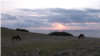 Wild horses roam free at sunrise in March 2023, on a coastal overlook on Yonaguni Island, Japan. (W.Gallo/VOA)