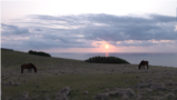 Wild horses roam free at sunrise in March 2023, on a coastal overlook on Yonaguni Island, Japan. (W.Gallo/VOA)