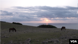 2023年3月某天的日落时分，野马在与那国岛海边自由漫步。(美国之音加洛拍摄)