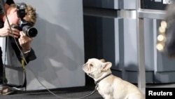 Los bulldogs franceses también han aparecido en la gran pantalla. En la imagen, Sunny, actor en la película "Salidos de cuentas", posa en el estreno del largometraje.