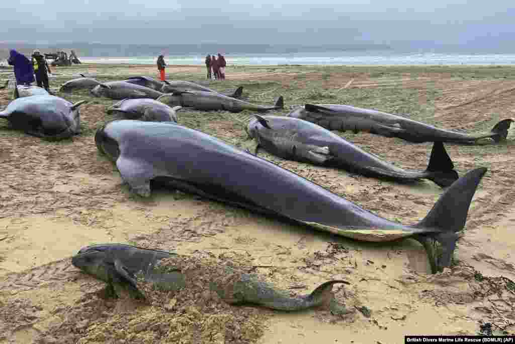 This handout photo issued by British Divers Marine Life Rescue (BDMLR) shows pilot whales in North Tolsta, on the Isle of Lewis, Scotland, July 16, 2023.&nbsp;A pod of 55 pilot whales have died after they were found washed ashore on a beach in Scotland in the worst mass whale stranding in the area, marine experts said.&nbsp;