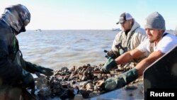 Pemanen tiram Ignacio Jorge, Juan Jorge, dan Joel Gutierrez memisahkan bebatuan dan cangkang kerang untuk mencari tiram di Galveston Bay, Texas, AS, 2 November 2023. (REUTERS/Evan Garcia)